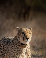 Cheetah conservation