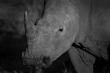 White Rhino in Black and White