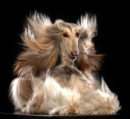 Naklejka premium Afghan hound Dog Isolated on Black Background in studio