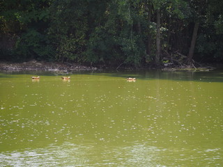 Photography that is showing a ruddy shelduck (scientific name: Tadorna ferruginea), also known as the Brahminy duck