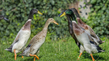 Naklejka na ściany i meble a flock of indian runner ducks in the garden