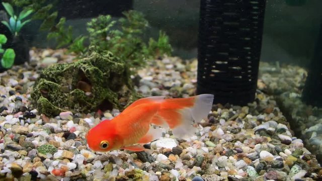 Golden fish (carassius auratus)  of various varieties swim in a tropical aquarium