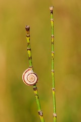 Fototapeta premium Small slug on grass illuminated by sunset - closeup