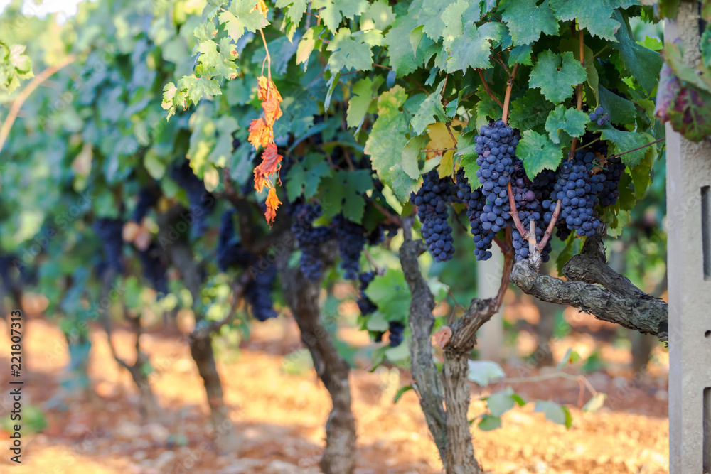 Wall mural vine grapes on a branch, primitivo of Manduria, vintage in Apulia