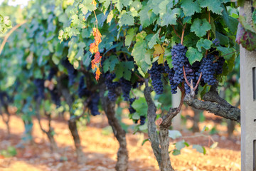 vine grapes on a branch, primitivo of Manduria, vintage in Apulia - obrazy, fototapety, plakaty
