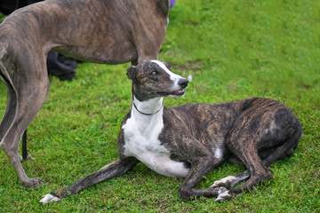 Whippet is a small smooth-haired breed of dog, for hunting hares