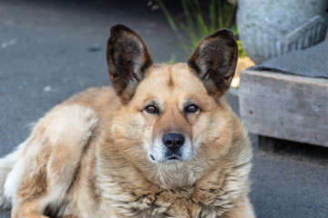 Dog with big ears
