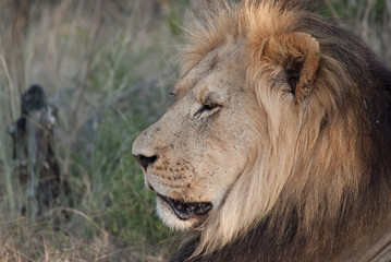 portrait of a lion