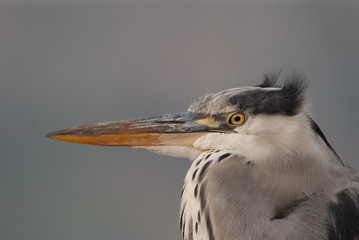portrait of a heron
