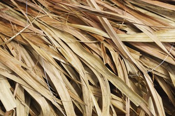 Dried palm fronds tropical horizontal background texture