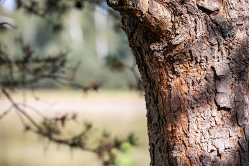Fototapeta premium A pine trunk 