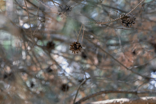 Pine branches and cones 