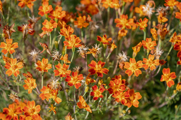 Beautiful flower in sunlight