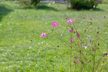 Beautiful flower in sunlight