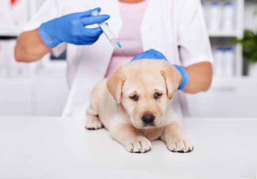 Sad labrador puppy dog at the veterinary doctor - receiving its first vaccine
