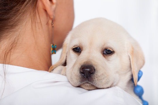 Labrador puppy dog looking over the shoulders of woman veterinary doctor