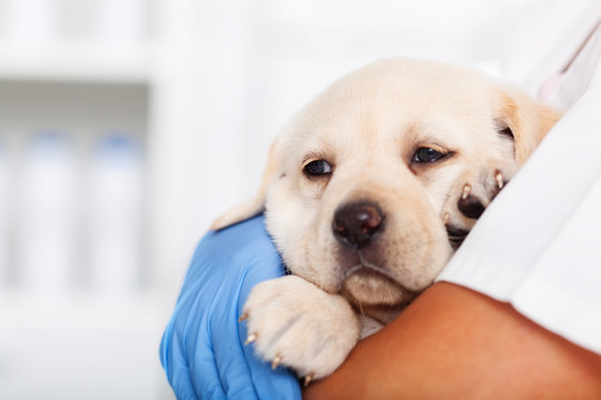 Young labrador puppy dog in the arms of veterinary healthcare professional