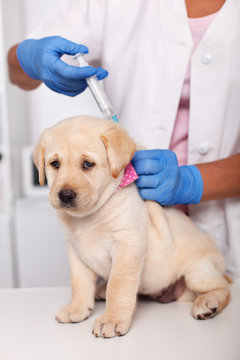 Cute labrador puppy dog with sad face getting the first vaccine
