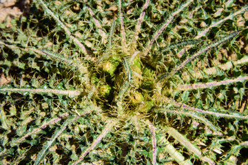 Naklejka na ściany i meble Prickly cactus with broad leaves