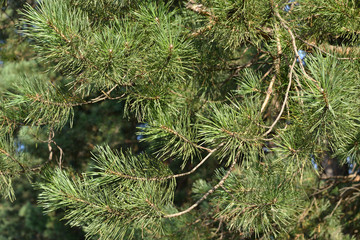 Pine needles. Texture, background.
Thin, flexible branches with green needles.