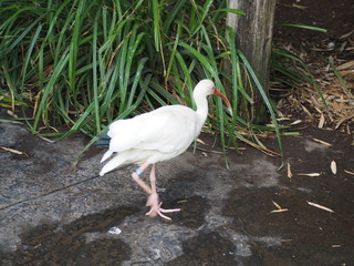 Photography that is showing an American white ibis (scientific name: Eudocimus albus)
