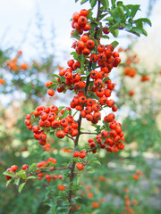 Red small berries on a bush in the garden. Decorative plants in autumn.