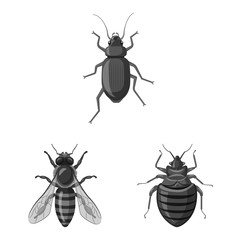 Vector illustration of insect and fly symbol. Collection of insect and element stock symbol for web.