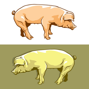 Cute pig - vector illustration. Color drawing of single pork animal, graphic arts and cartoon design style. 