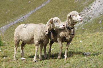 Deux moutons dans les Alpages en France