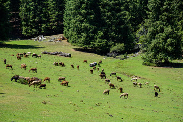 Grazing sheep in the meadow in the mountain of Kyrgyzstan