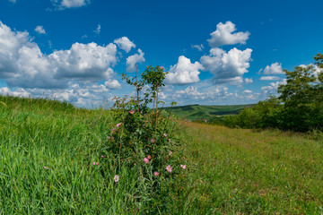 Flower landscape 