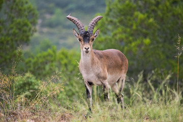 Iberian ibex grazing in a wooded area 5