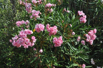 oleander tree flowers