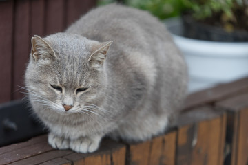 portrait of a fluffy, smoky-gray cat