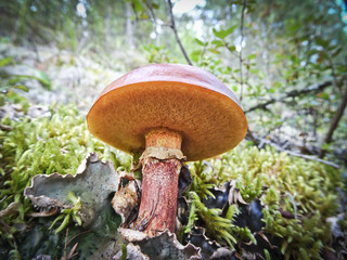 Harvest of mushrooms (Suillus) - young boletus