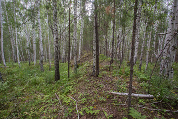white birch and mining slag in green forest