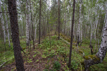 white birch and mining slag in green forest
