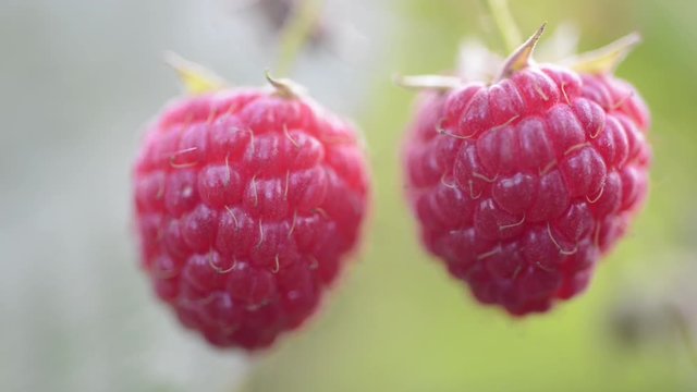 two juicy ripe raspberries hanging on branch by late summer