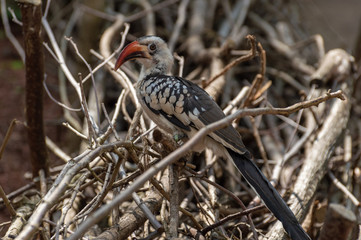 Close-up of a Von der Decken Hornbill