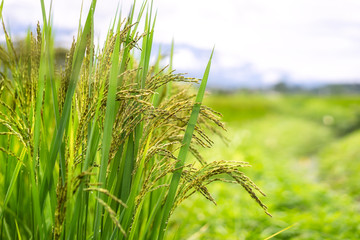 Organic paddy rice. Close up of rice ear on plantation in the morning background.