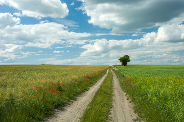 Fototapeta na wymiar Dirt road through fields, a lonely tree and clouds in the sky