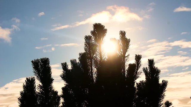 The sun shines through a pine tree