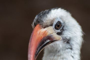 A profile headshot of a Von der Decken Hornbill