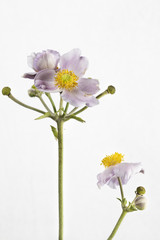 fiore isolato e foglie di anemone © gianpinox