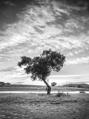 Isolated tree, black and white image singularity