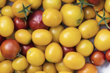 tomatoes of different colors