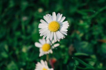 daisy in the grass