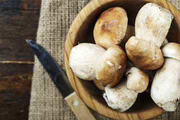 mushrooms boletus top view