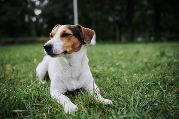 Funny little dog lying on green grass in the park
