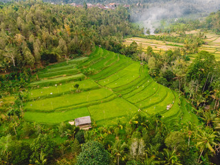 Rice fields in Bali island. Aerial view with terraces